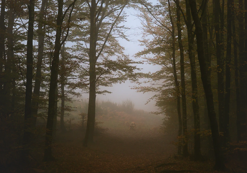 Autumn Beech Forest in Fog