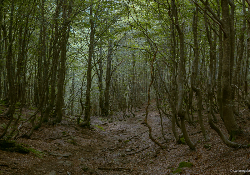 Apennine Beech Forest