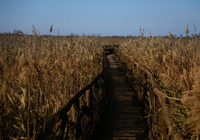 Oasi Lipu Massaciuccoli1