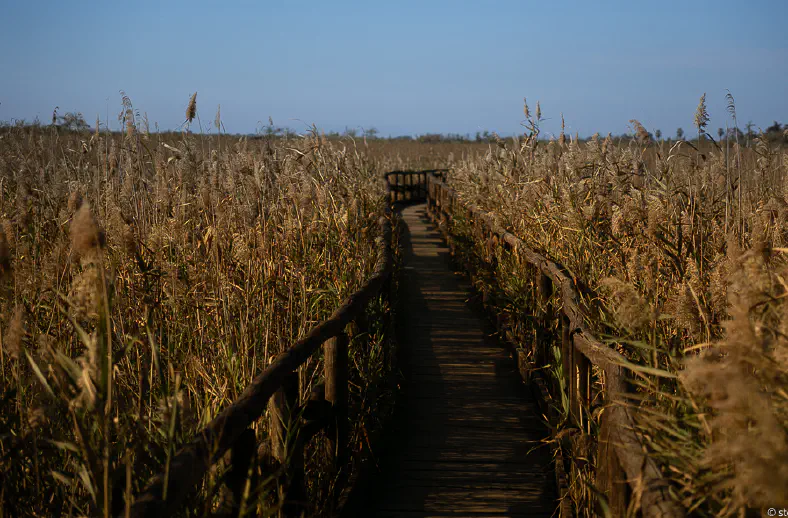 oasi lipu massaciuccoli1