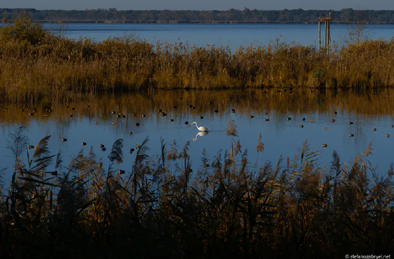 oasi lipu massaciuccoli2