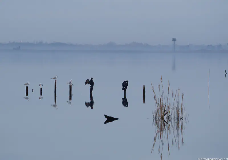 Oasi Lipu Massaciuccoli3