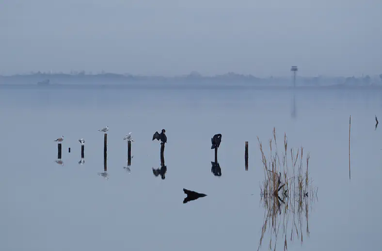 oasi lipu massaciuccoli3