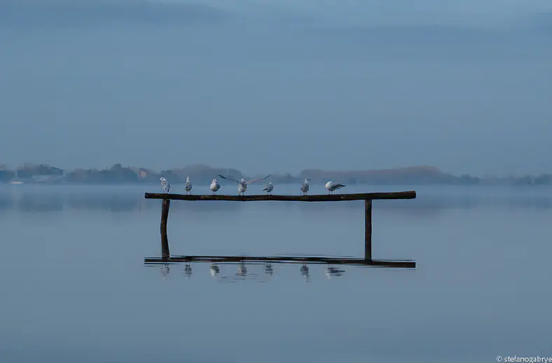oasi lipu massaciuccoli4