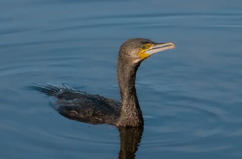 oasi lipu massaciuccoli5