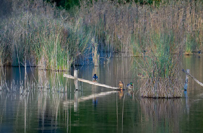 oasi lipu massaciuccoli6