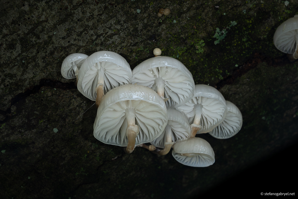 Oudemansiella Mucida: The Porcelain Jewel of Acquerino's Beech Trees