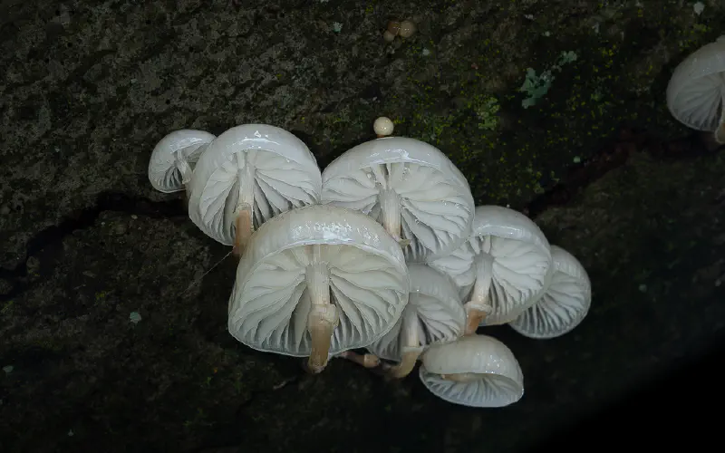 Mycology