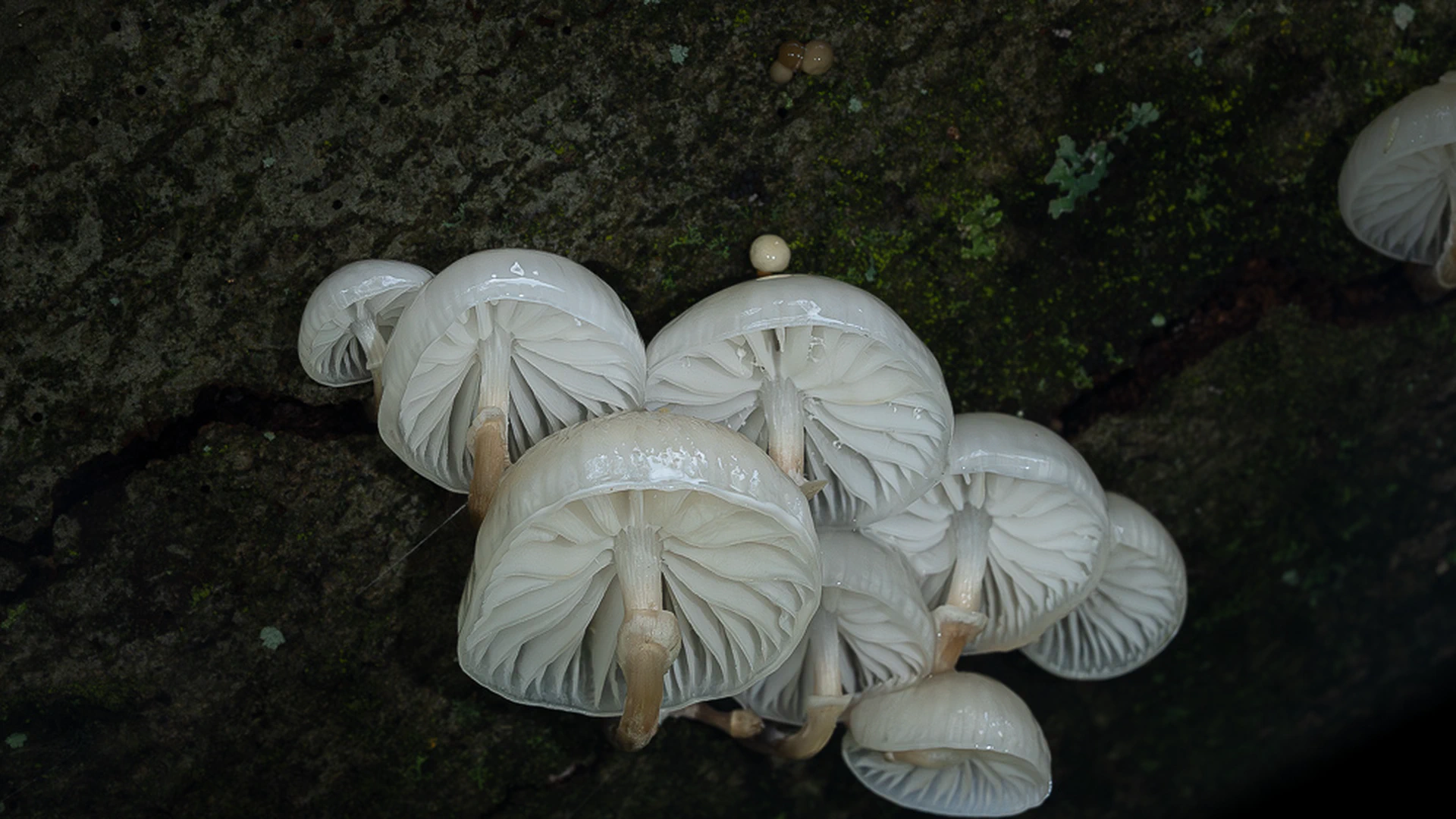 Porcelain Fungus: A Translucent Mushroom on Beech