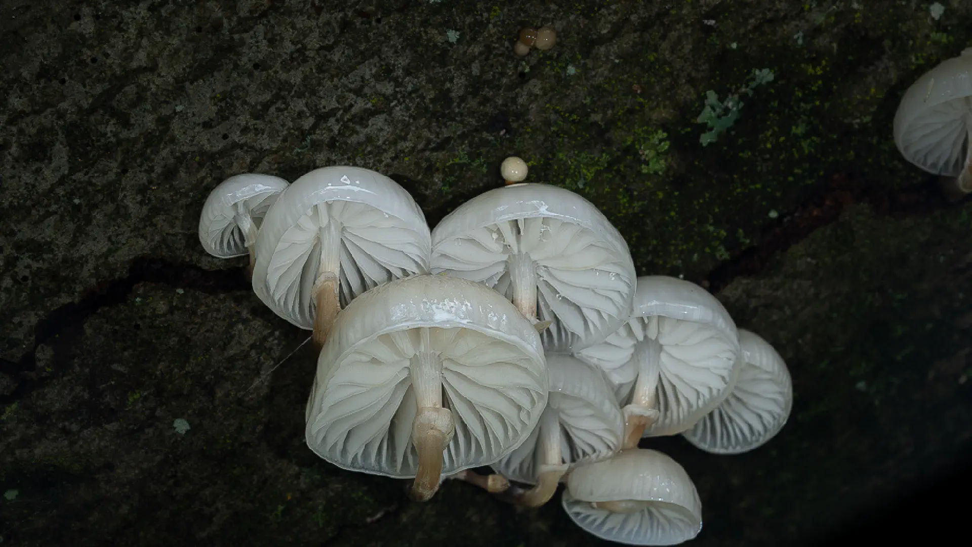 Porcelain Fungus: A Translucent Mushroom on Beech
