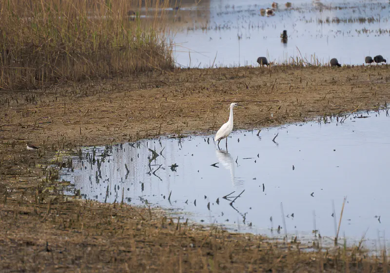 Egretta Garzetta2