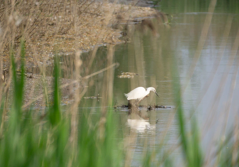 Egretta Garzetta