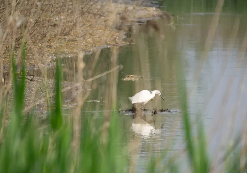 Egretta Garzetta