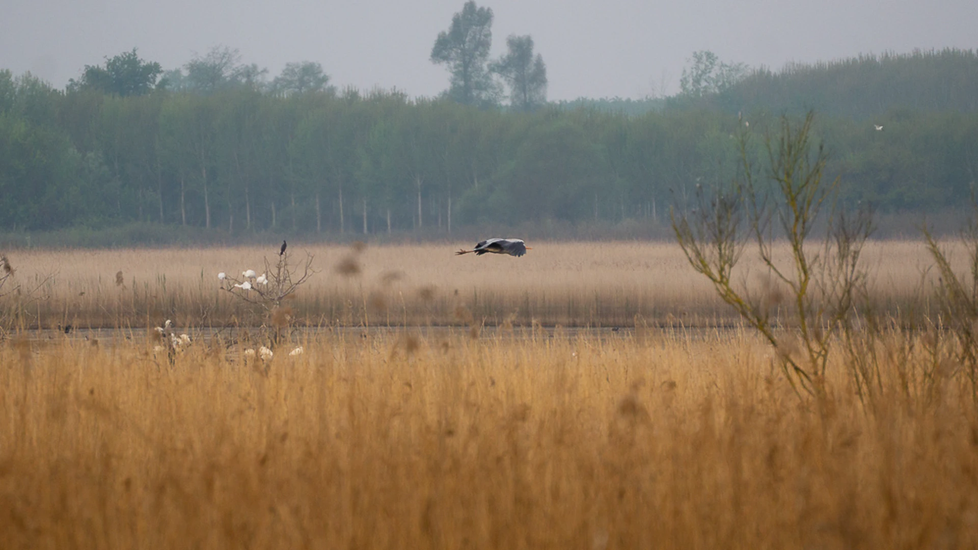 Padule di Fucecchio: Tuscany's Hidden Wetland