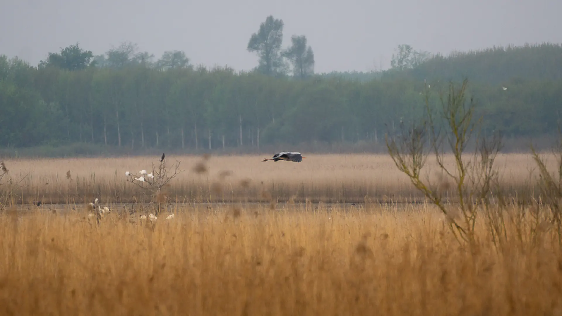 Padule di Fucecchio: Tuscany's Hidden Wetland