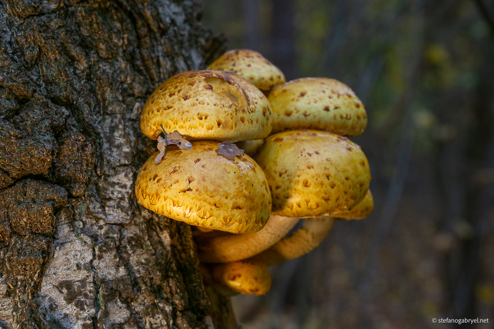Pholiota Squarrosa: The Scaly Mushroom of Tuscany