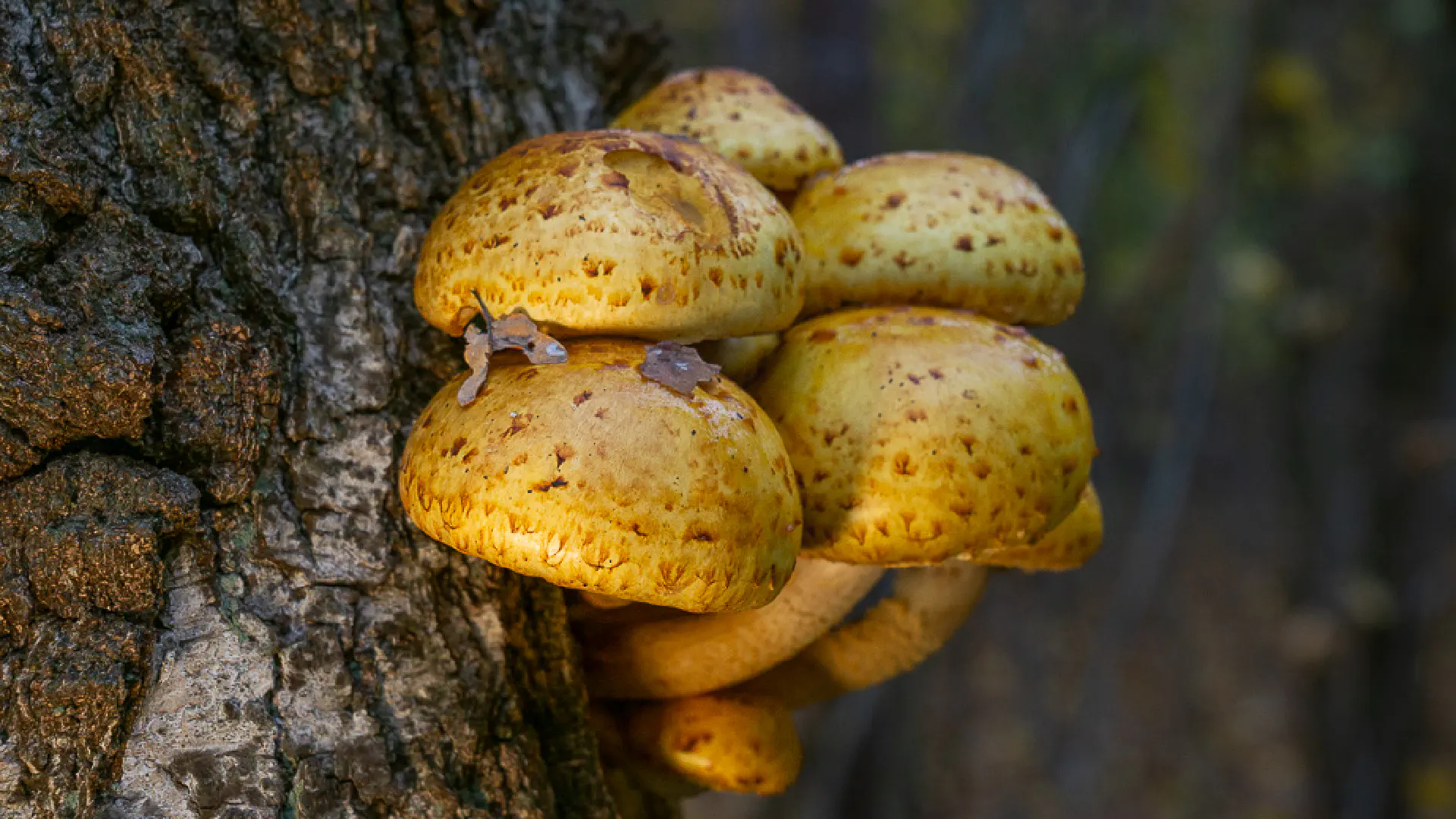 Scaly Mushroom With Raised Scales: Pholiota Squarrosa