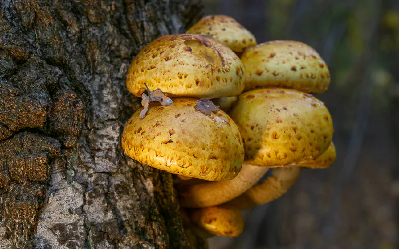 Mycology