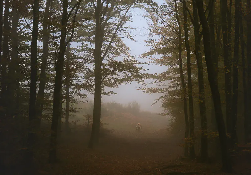 Autumn Forest Acquerino