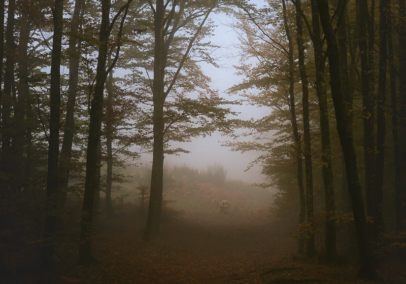 Autumn Forest Acquerino