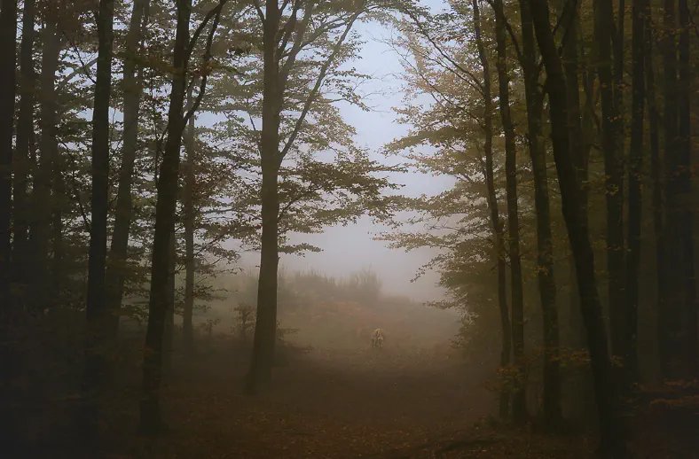 autumn forest acquerino