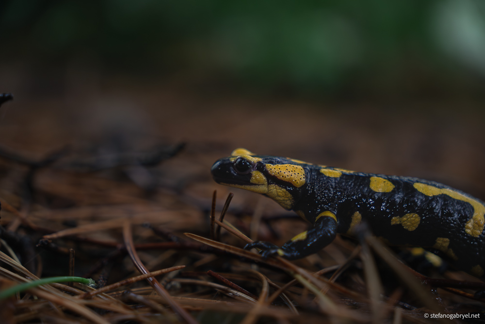Salamandra Salamandra: Fire Salamander in Tuscany