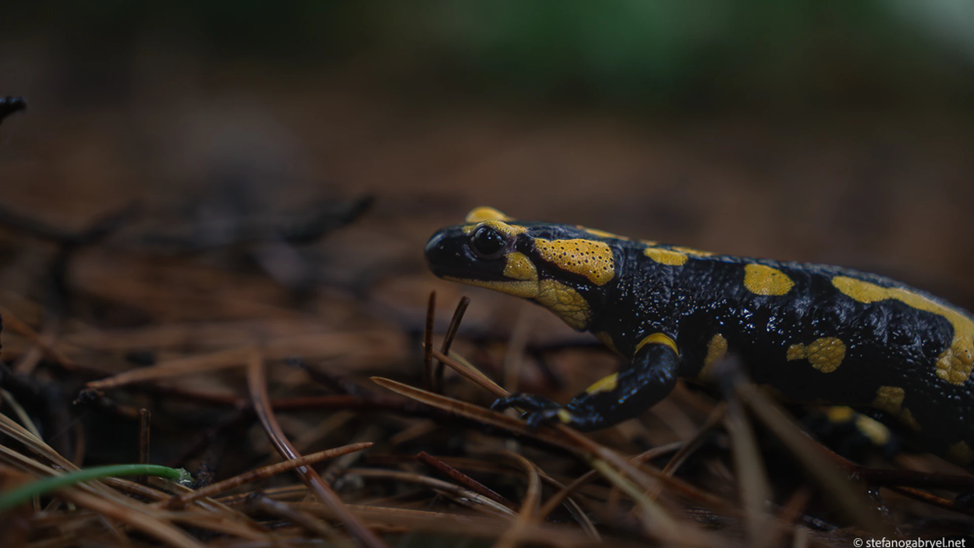 Salamandra Salamandra: Fire Salamander in Tuscany
