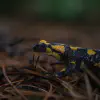 salamandra-salamandra-fire-salamander.jpg