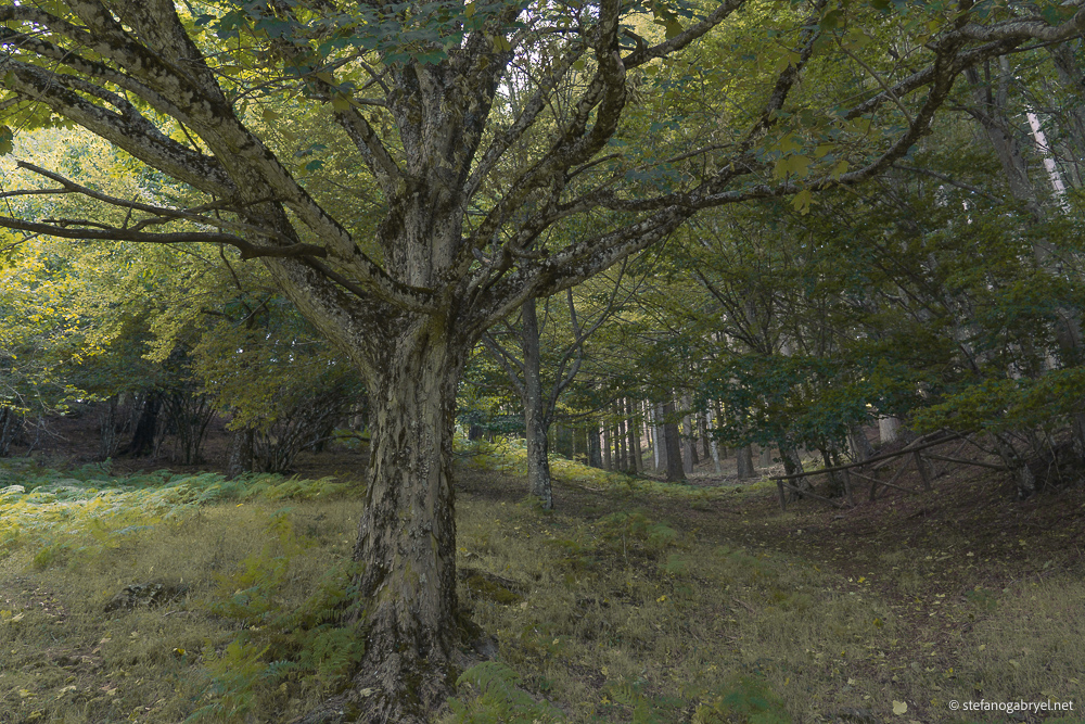 Top Scenic Hikes near Florence Tourists Never See