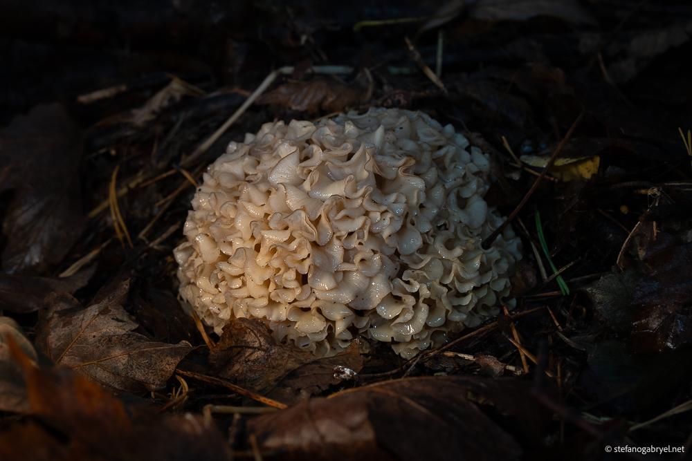 Sparassis Crispa: Finding Tuscany's Cauliflower Mushroom