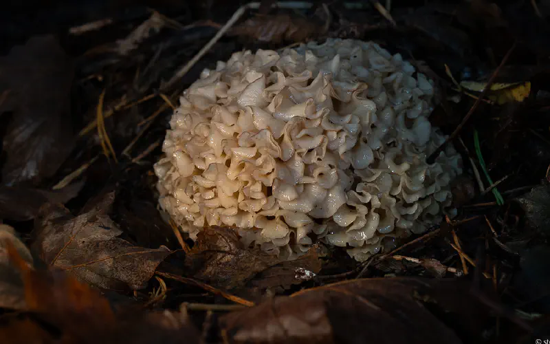 Mycology