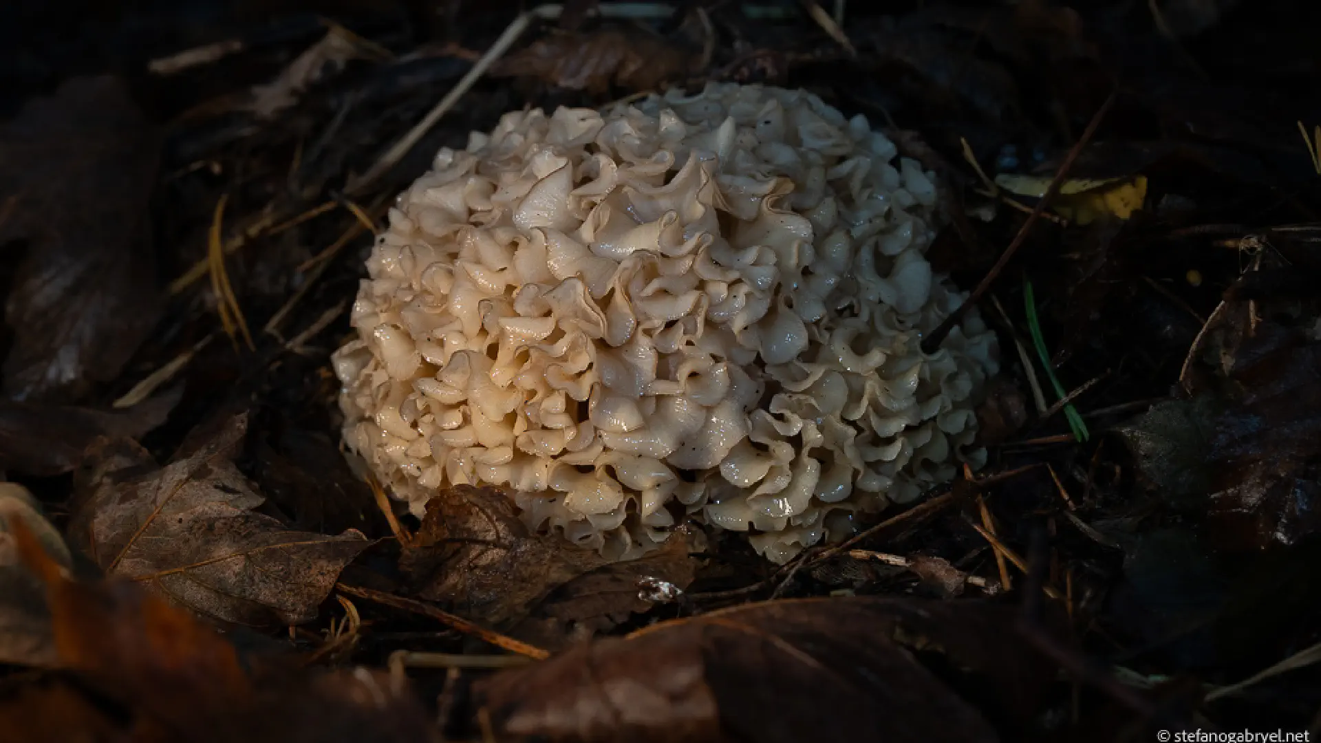 Cauliflower Mushroom (Sparassis Crispa) in Tuscany