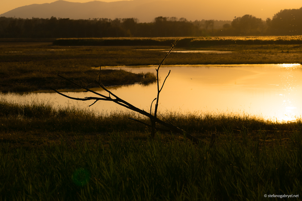 Padule di Fucecchio
