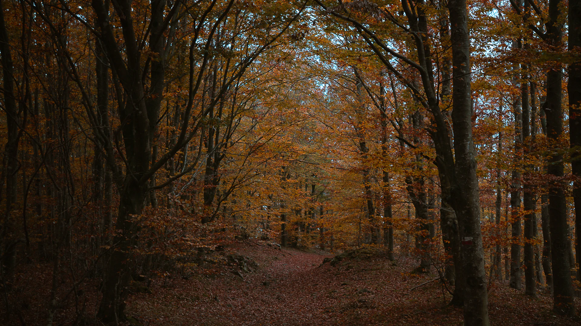 Autumn in Tuscany: Forest Foliage and Fog