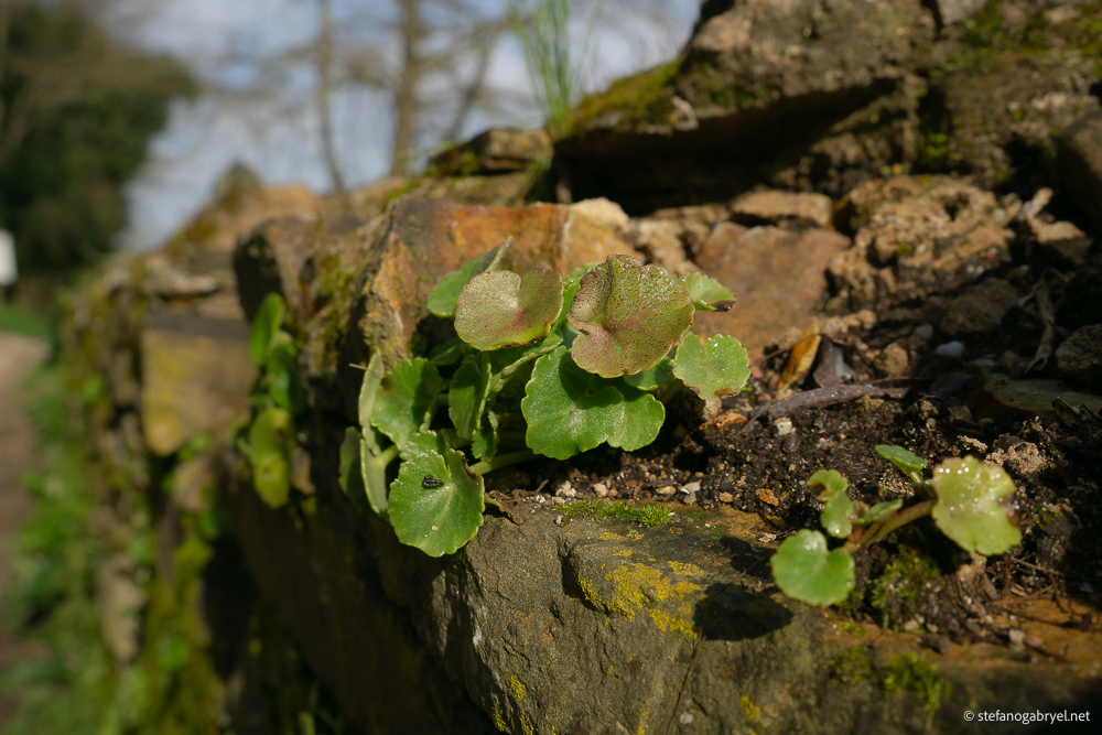 umbilicus-rupestris-pennywort.jpg
