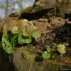 umbilicus-rupestris-pennywort.jpg
