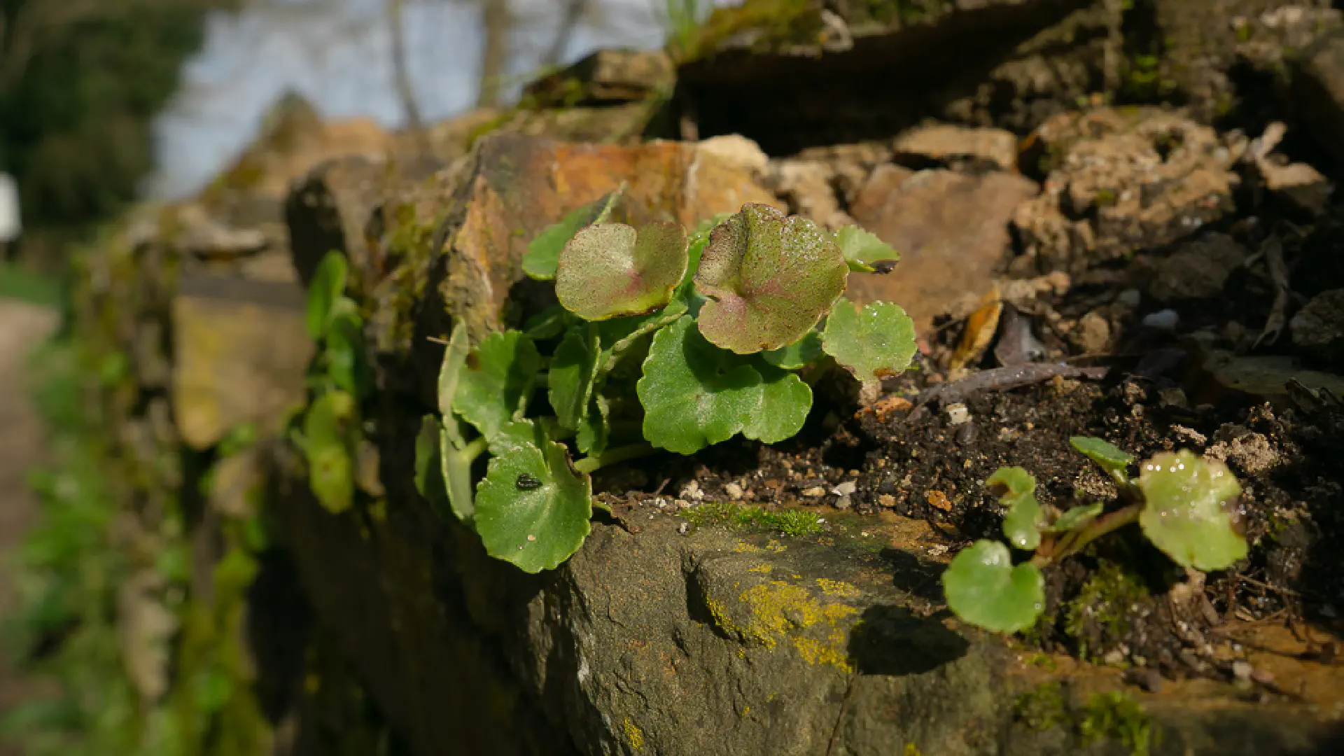 Umbilicus Rupestris: Wall Pennywort in Tuscany