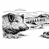 wild-boar-tuscany.jpg