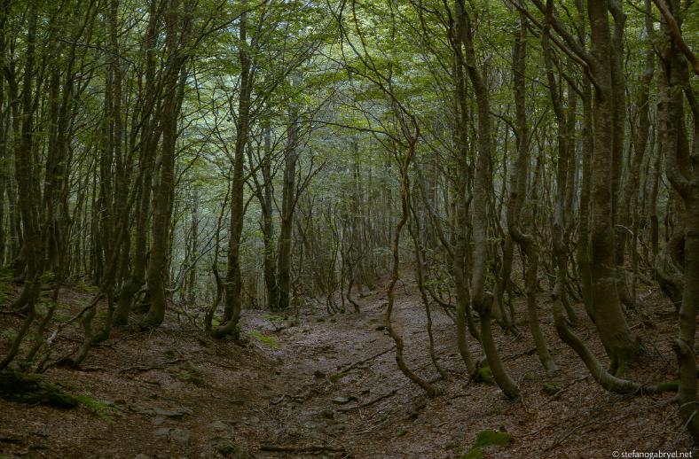 curver trees at lago nero