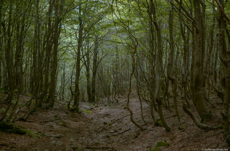 curver trees at lago nero