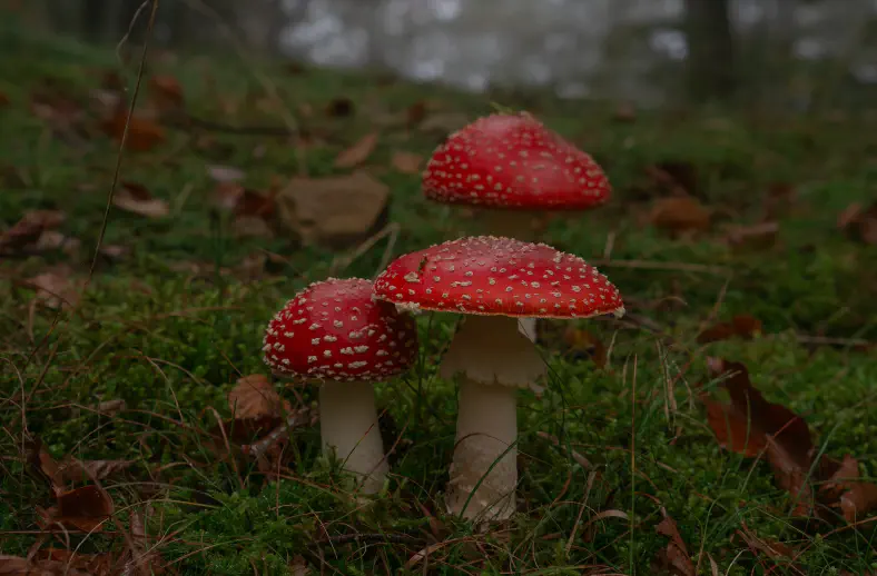 acquerino amanita muscaria