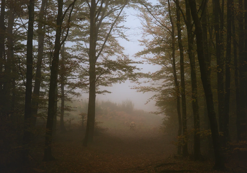 Acquerino-Cantagallo Private Tour - Ancient Forest Hike
