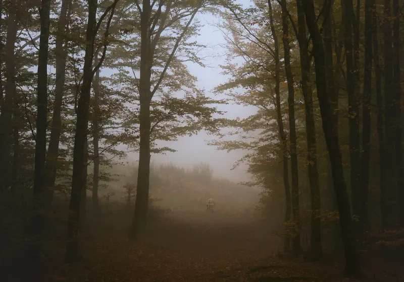 Acquerino-Cantagallo Private Tour - Ancient Forest Hike