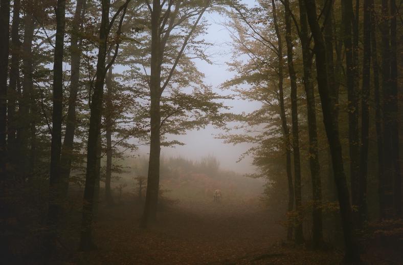 acquerino autumn trail