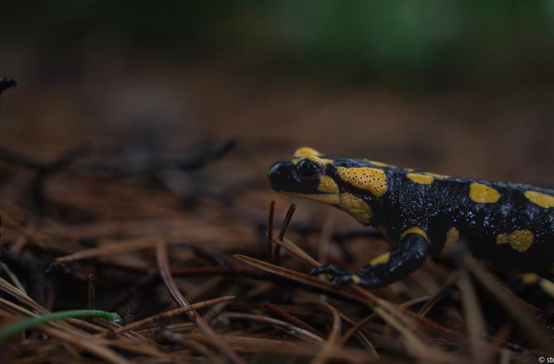 acquerino salamandrina