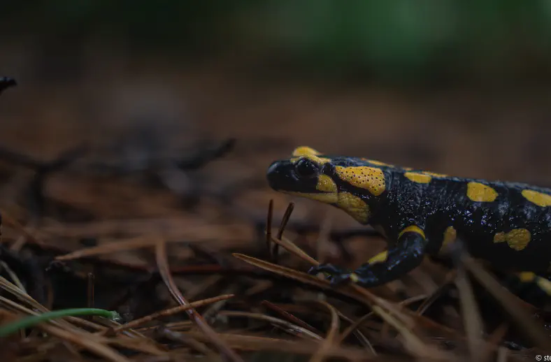 acquerino salamandrina