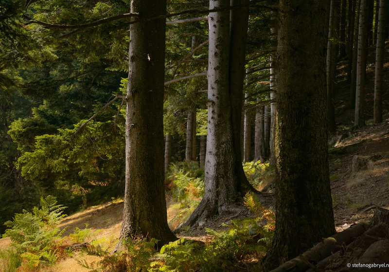 Acquerino-Cantagallo Private Tour - Ancient Forest Hike