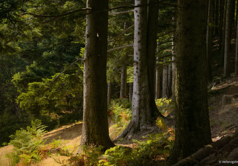Acquerino-Cantagallo Private Tour - Ancient Forest Hike