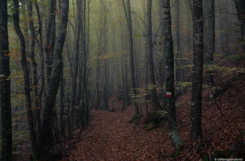 acquerino trail autumn