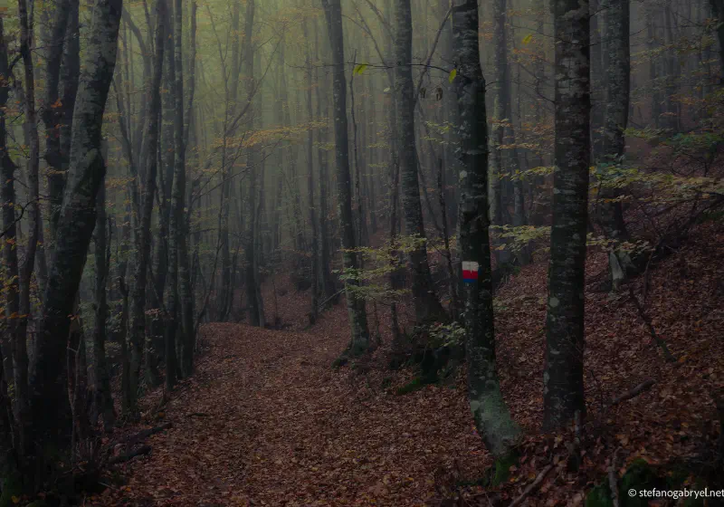 Acquerino-Cantagallo Private Tour - Ancient Forest Hike